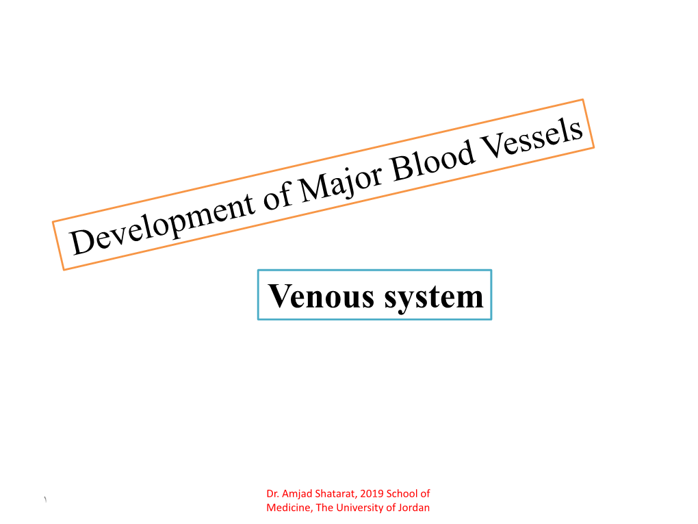 Venous System