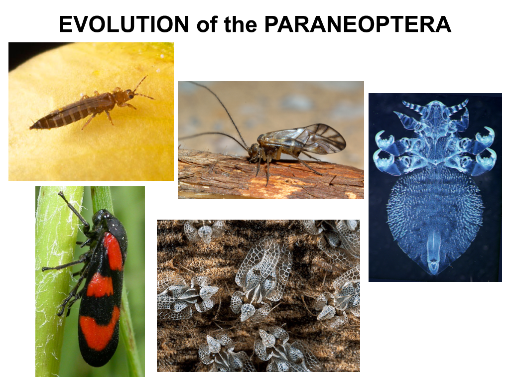 EVOLUTION of the PARANEOPTERA the MAJOR GROUPS of NEOPTERA