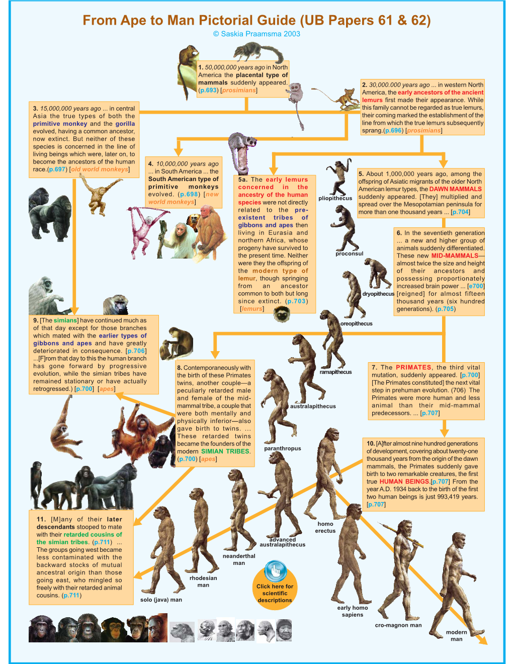 From Ape to Man Pictorial Guide (UB Papers 61 & 62) © Saskia Praamsma 2003