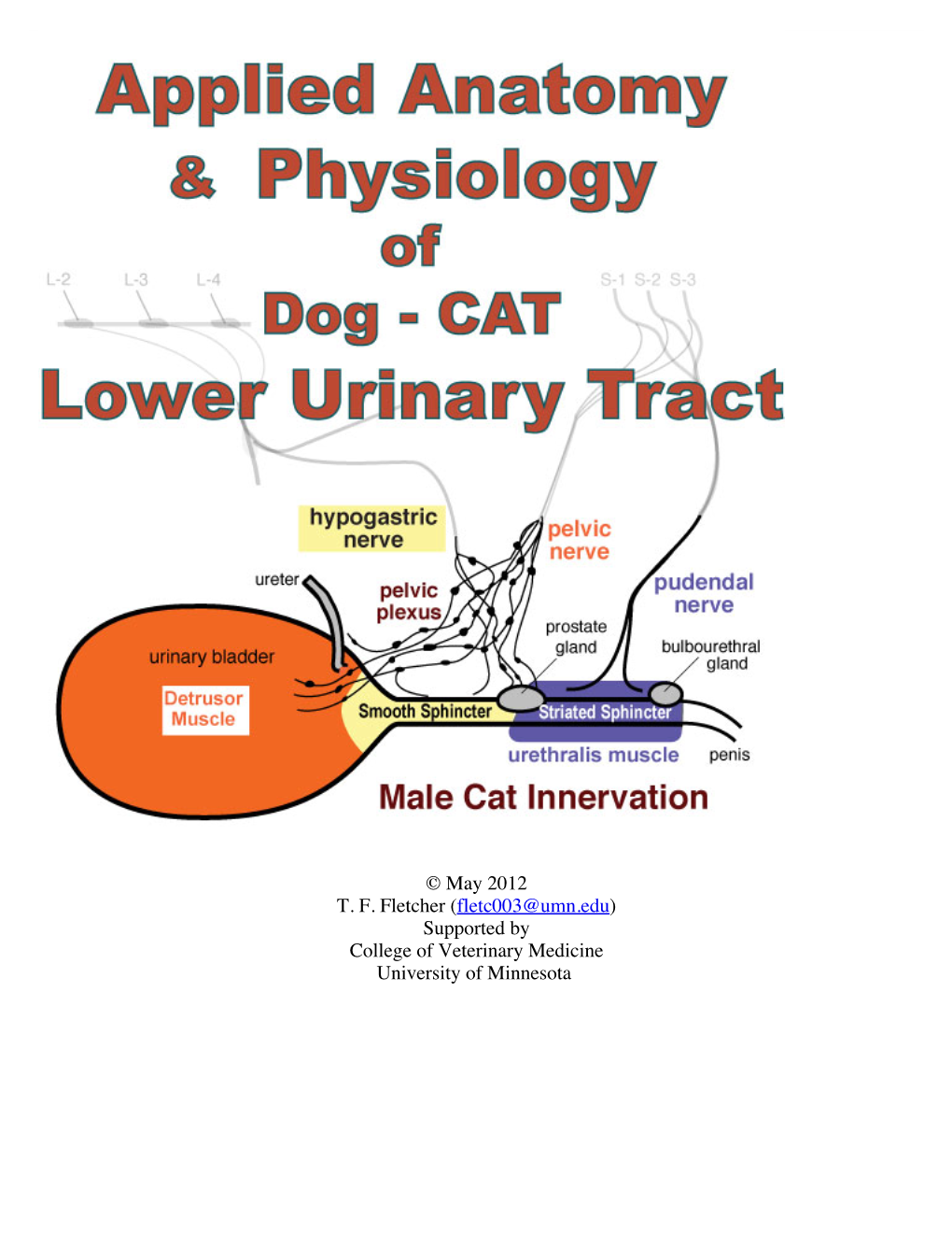 Urinary Tract Innervation the Urinary Bladder and Urethra Require Innervation to Function Effectively