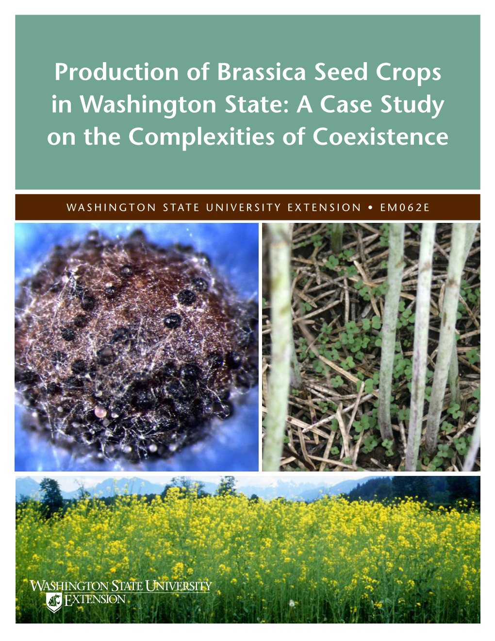 Production of Brassica Seed Crops in Washington State: a Case Study on the Complexities of Coexistence