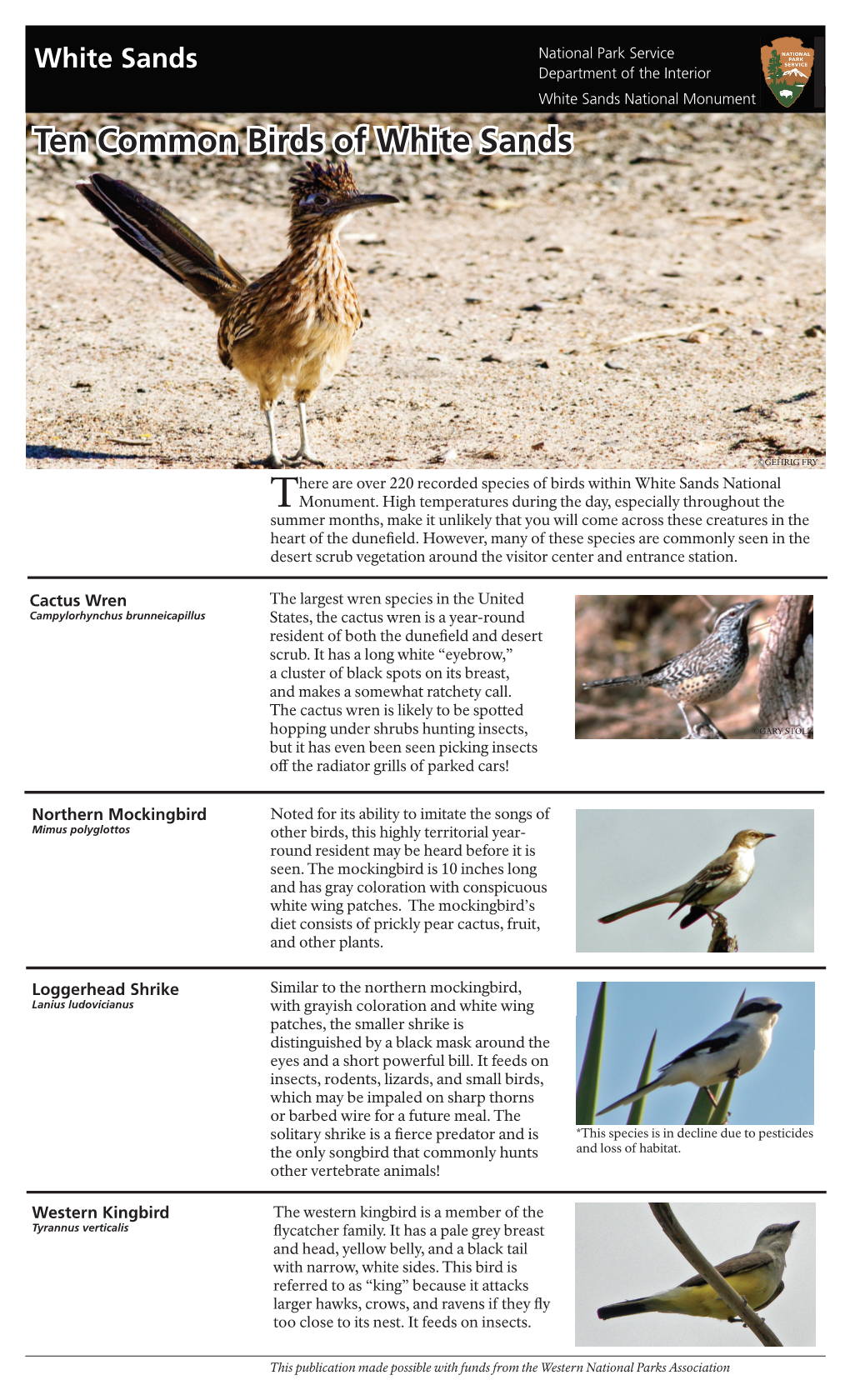 Ten Common Birds of White Sands
