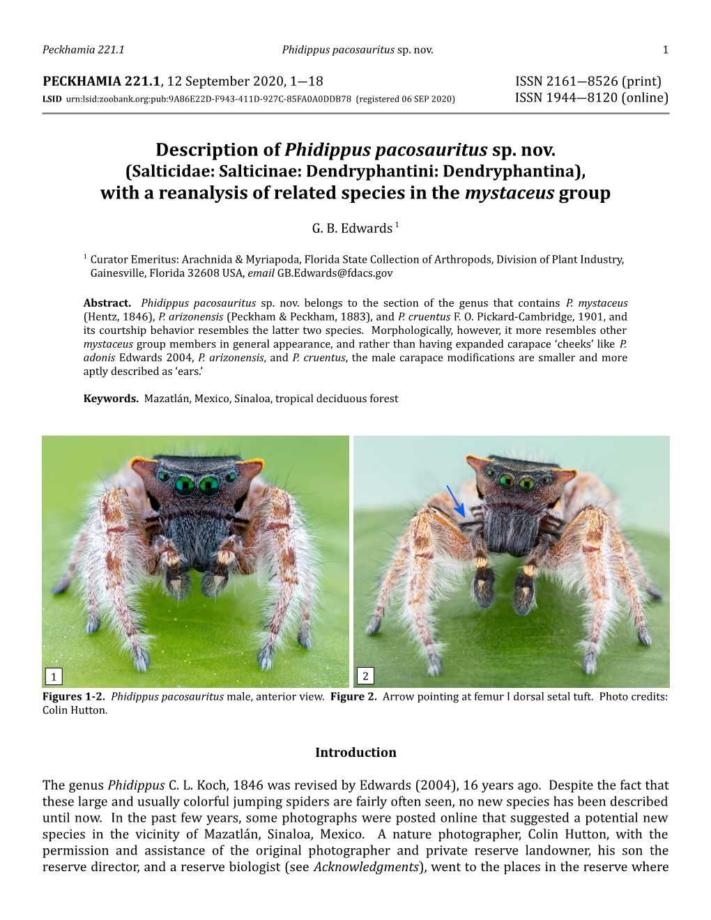 Description of Phidippus Pacosauritus Sp. Nov. with a Reanalysis of Related