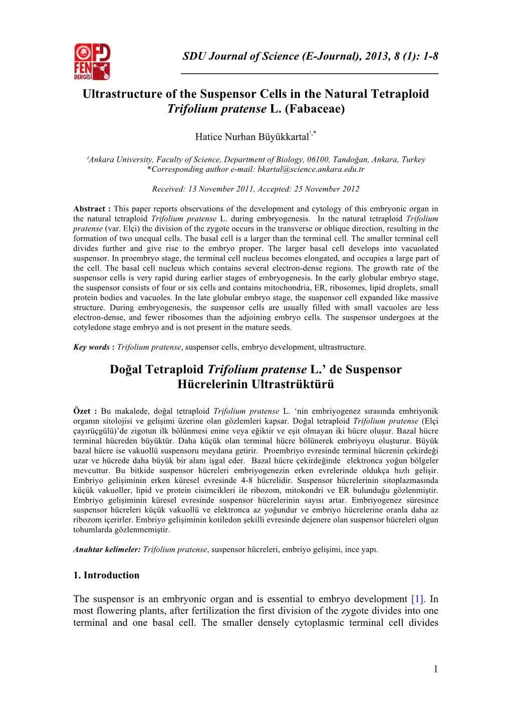 Ultrastructure of the Suspensor Cells in the Natural Tetraploid Trifolium Pratense L