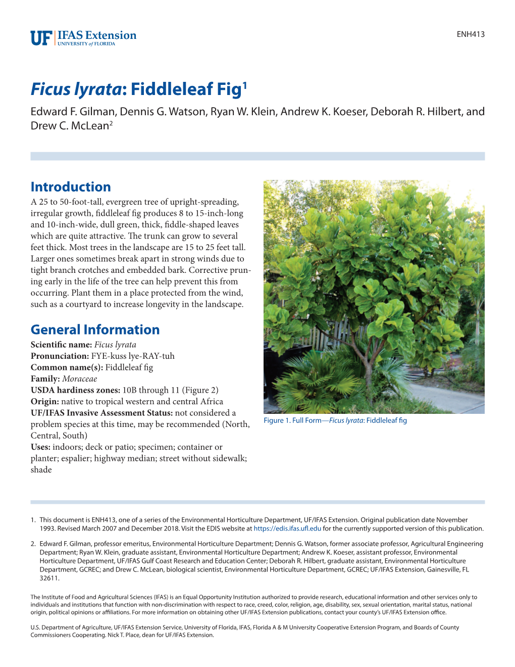 Ficus Lyrata: Fiddleleaf Fig1 Edward F