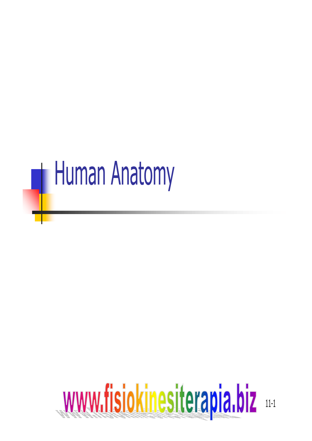 Human Anatomy