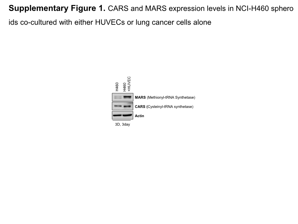 Supplementary Figure 1. CARS and MARS Expression Levels in NCI-H460 Sphero