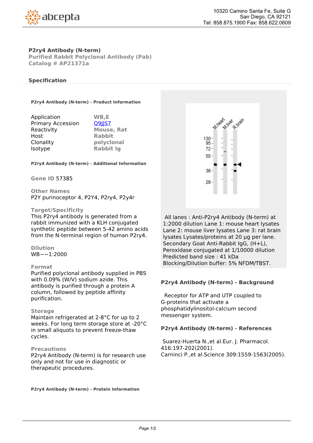 P2ry4 Antibody (N-Term) Purified Rabbit Polyclonal Antibody (Pab) Catalog # Ap21371a