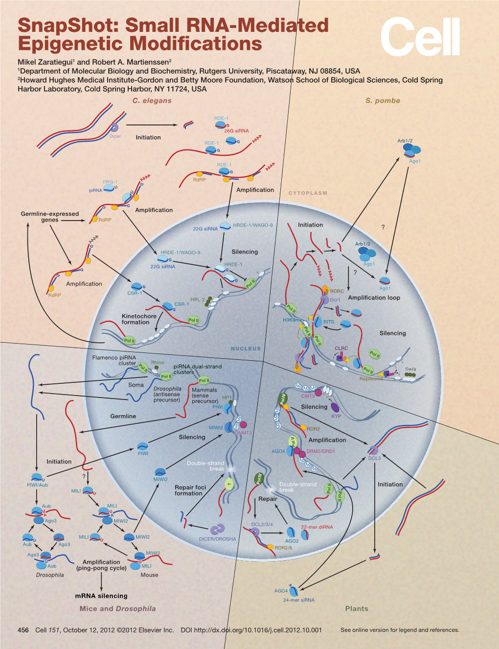 Snapshot: Small RNA-Mediated Epigenetic Modifi Cations Mikel Zaratiegui1 and Robert A