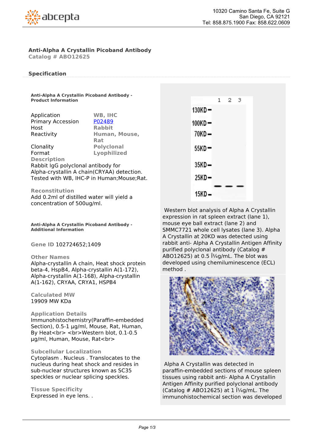 Anti-Alpha a Crystallin Picoband Antibody Catalog # ABO12625