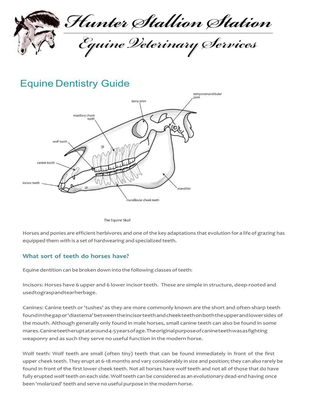 Equine Dentistry Guide