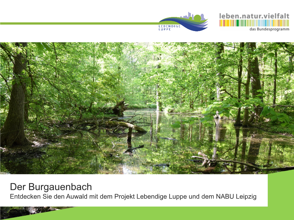 Der Burgauenbach Entdecken Sie Den Auwald Mit Dem Projekt Lebendige Luppe Und Dem NABU Leipzig Burgauenbach Eine Virtuelle Exkursion