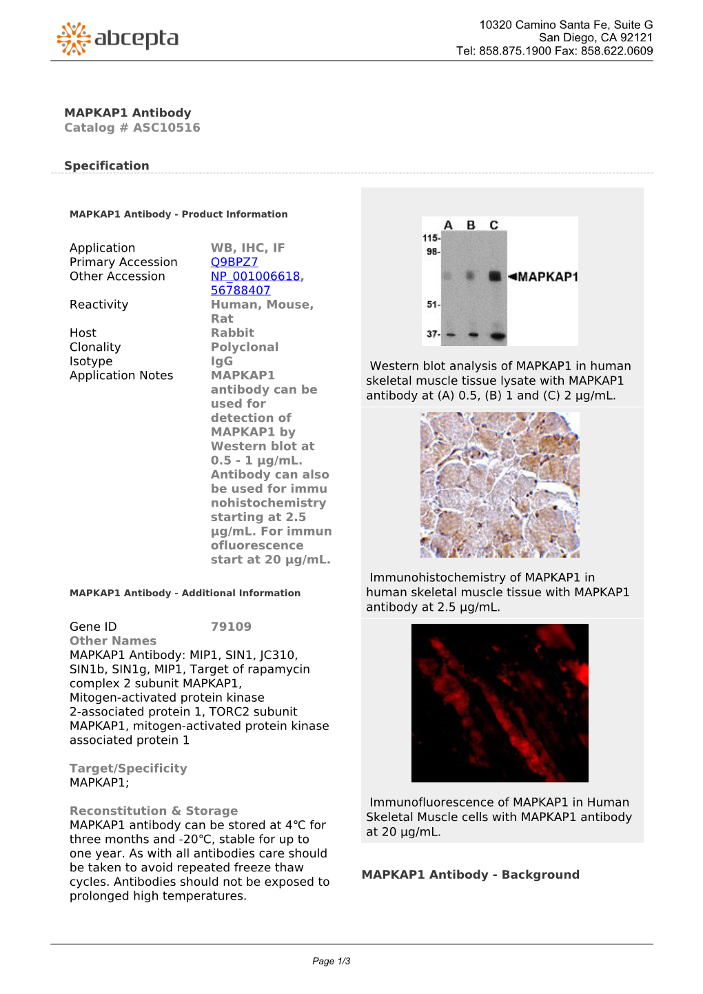 MAPKAP1 Antibody Catalog # ASC10516