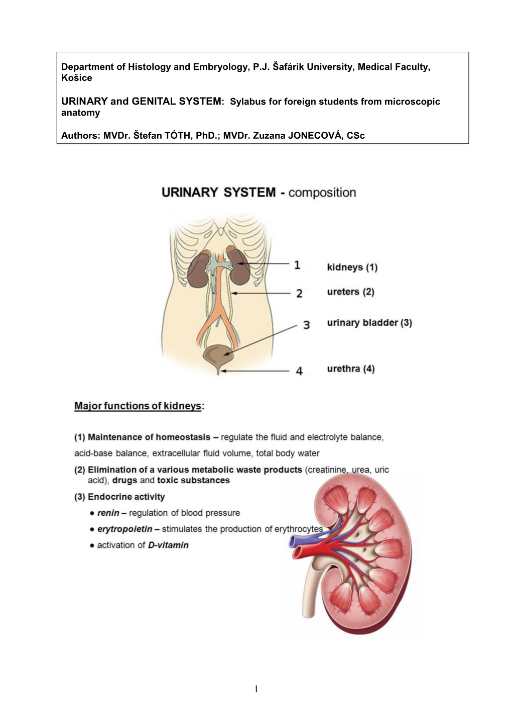 Female Reproductive System – Basic Histological Informations