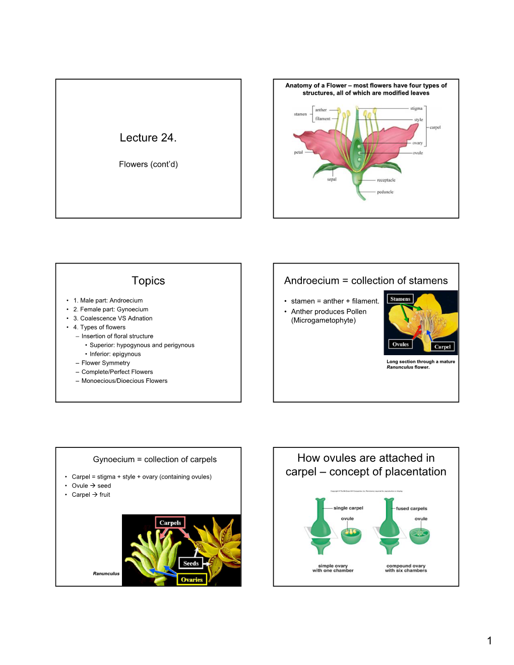 Lecture 24. Topics How Ovules Are Attached in Carpel