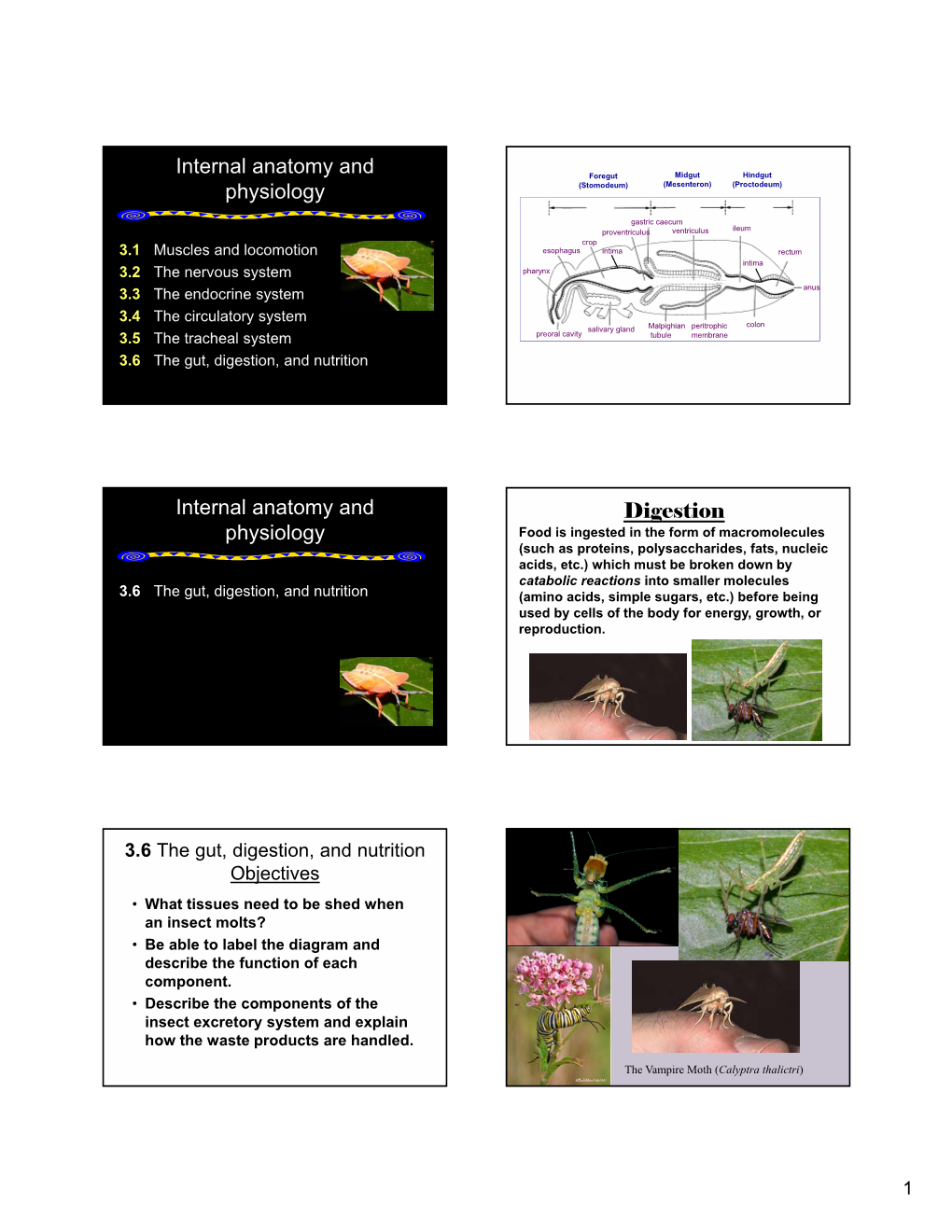 Internal Anatomy and Physiology