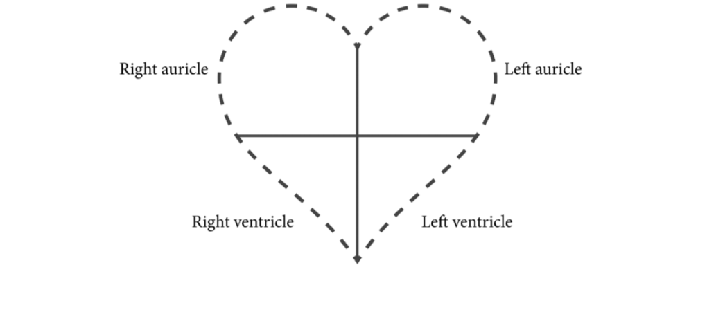Ventricle and Left Auricle and Left Ventricle. Te Left Ventricle Is The