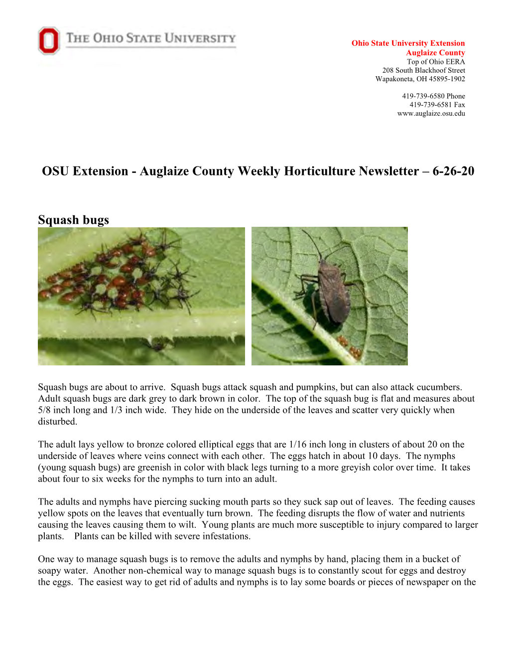 Auglaize County Weekly Horticulture Newsletter – 6-26-20 Squash Bugs