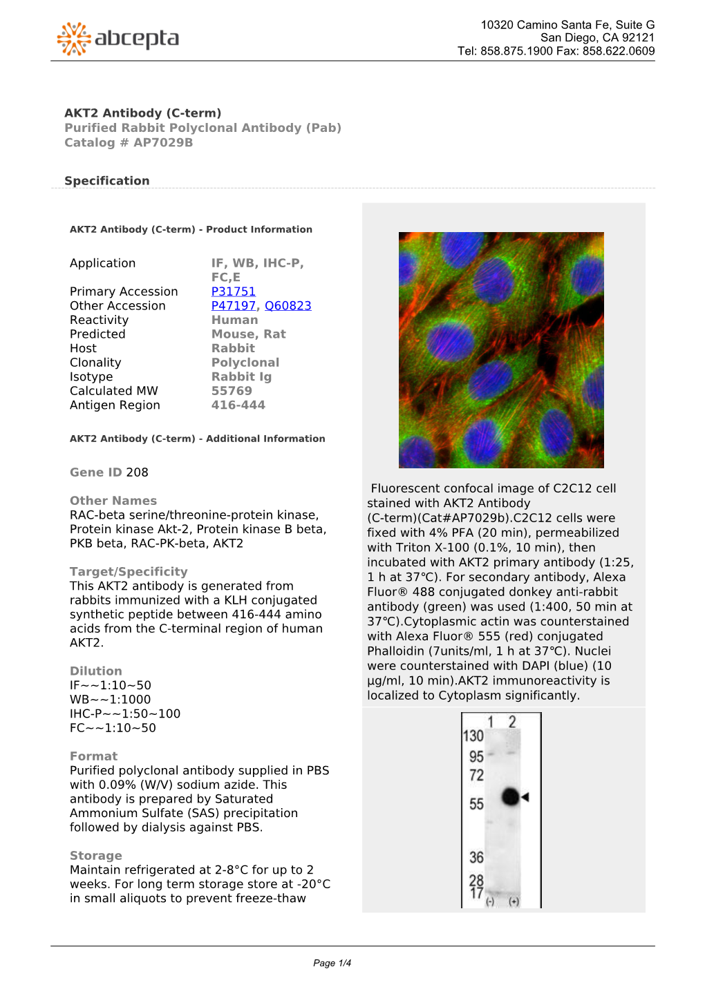 AKT2 Antibody (C-Term) Purified Rabbit Polyclonal Antibody (Pab) Catalog # AP7029B