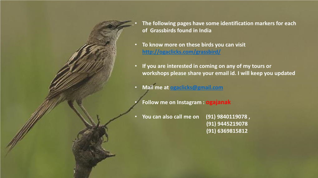 • the Following Pages Have Some Identification Markers for Each of Grassbirds Found in India