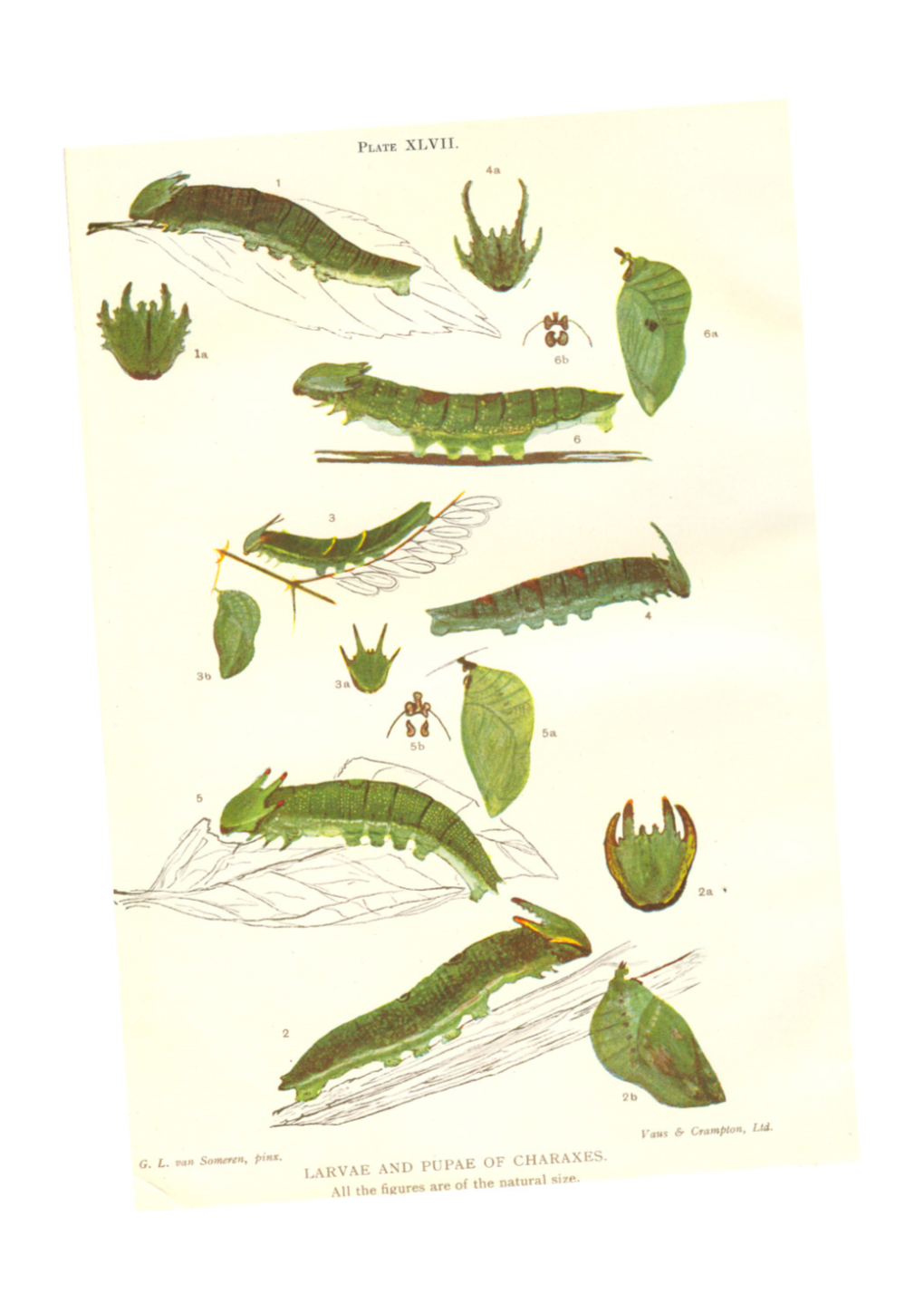 LARVAE and PUPAE of CHARAXES. All the Figures Are of the Natural Size. PLATE XL VIII