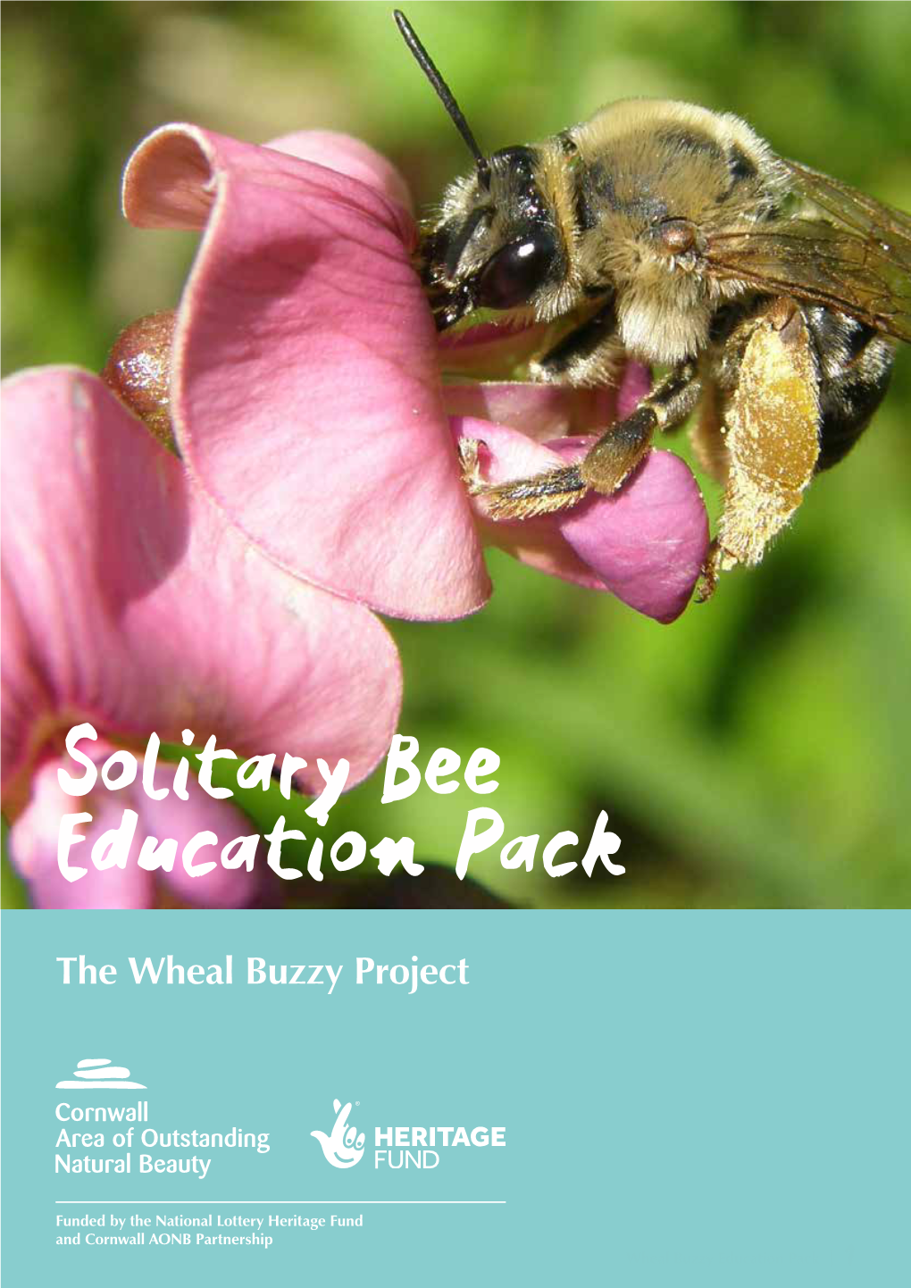 Solitary Bee Education Pack