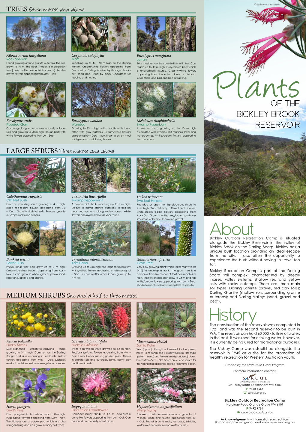 Plants of the Bickley Brook Reservoir