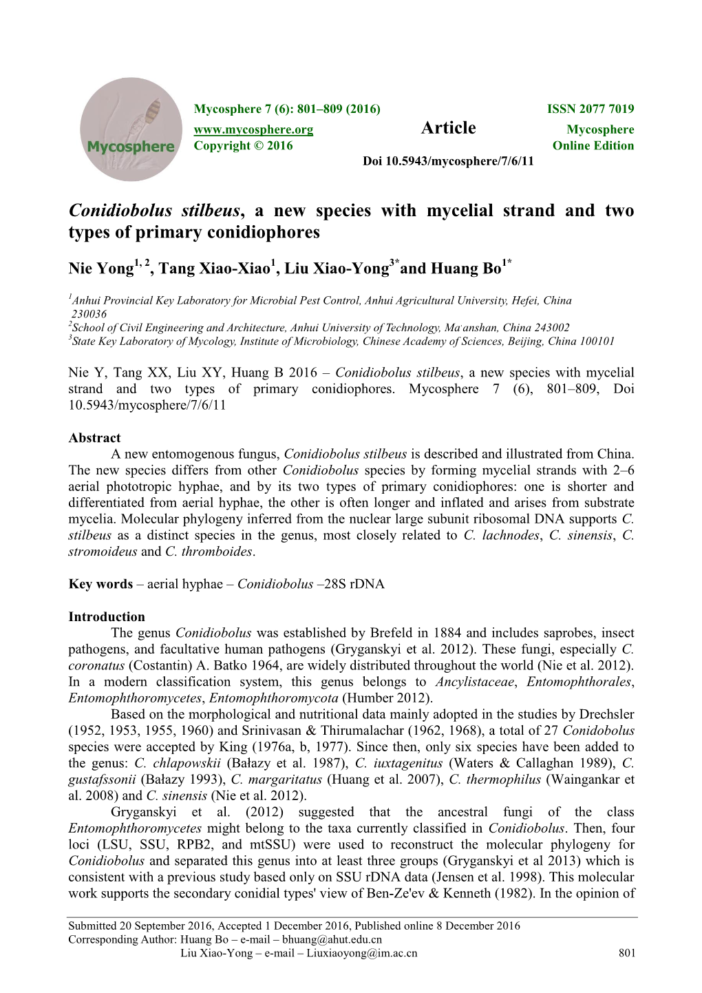 Conidiobolus Stilbeus, a New Species with Mycelial Strand and Two Types of Primary Conidiophores