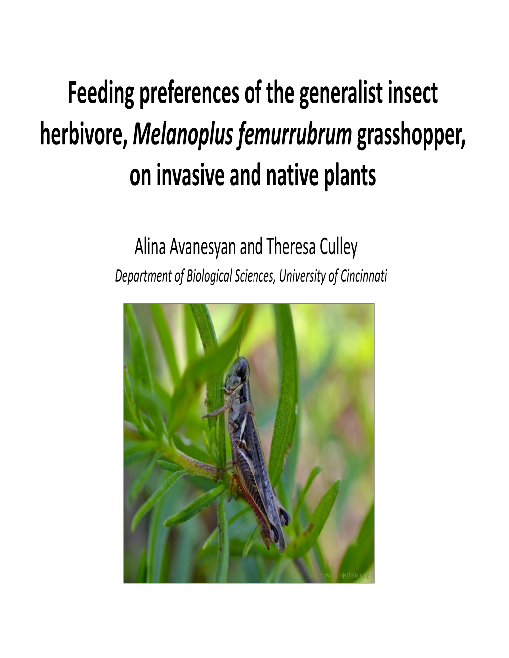 Feeding Preferences of the Generalist Insect Herbivore, Melanoplus Femurrubrum Grasshopper, on Invasive and Native Plants