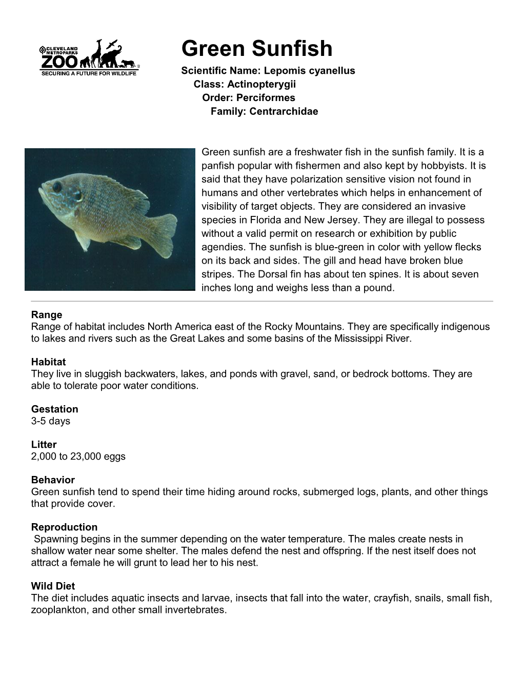 Green Sunfish Scientific Name: Lepomis Cyanellus Class: Actinopterygii Order: Perciformes Family: Centrarchidae