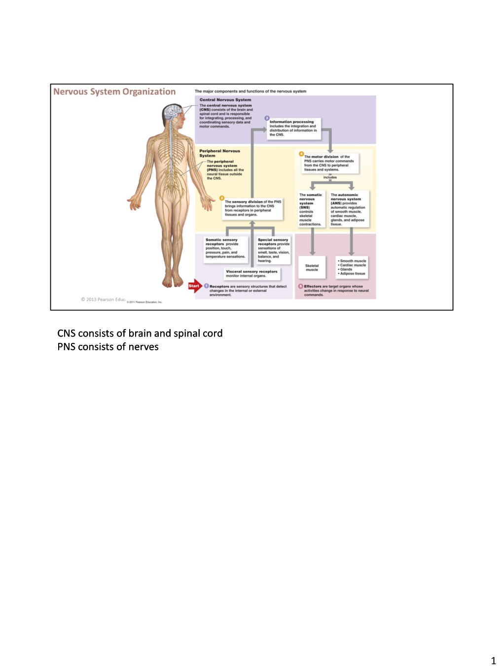 CNS Consists of Brain and Spinal Cord PNS Consists of Nerves CNS Consists of Brain and Spinal Cord PNS Consists of Nerves 1