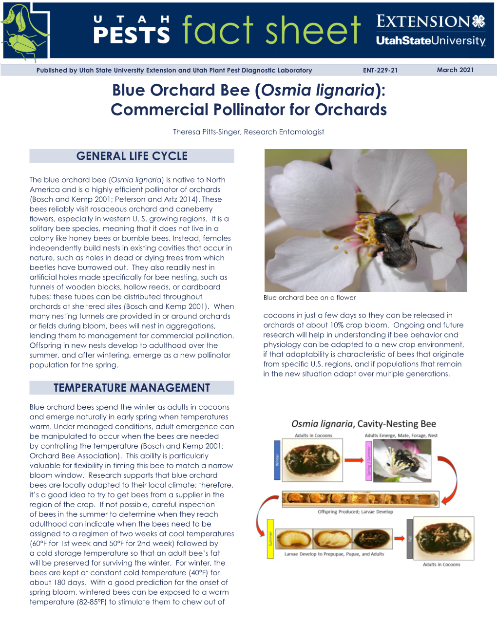 Blue Orchard Bee (Osmia Lignaria): Commercial Pollinator for Orchards