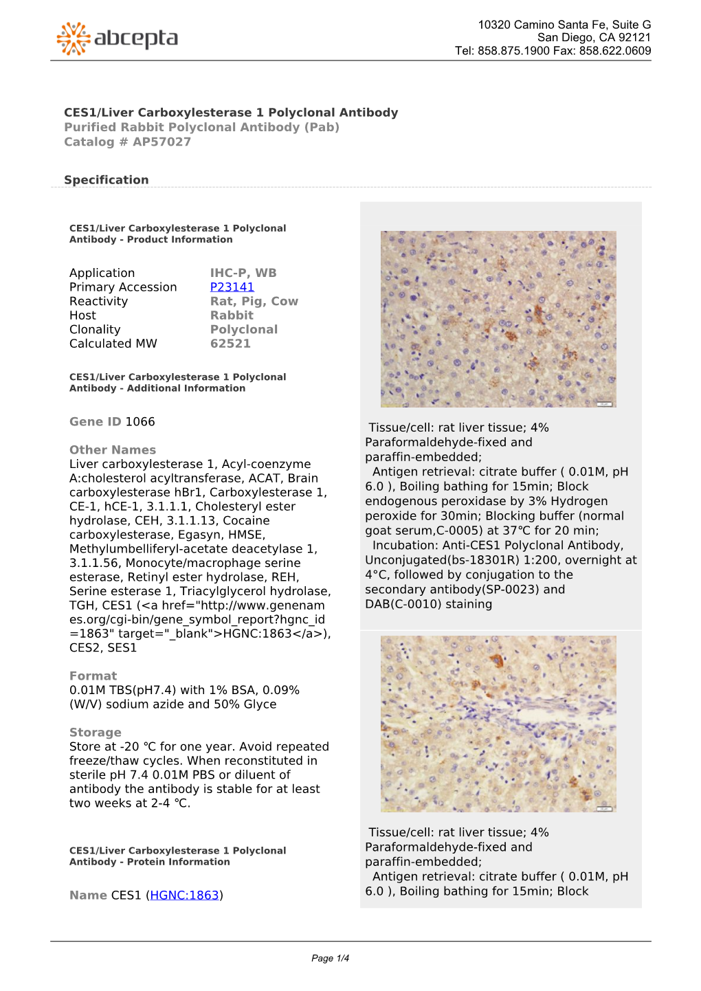 CES1/Liver Carboxylesterase 1 Polyclonal Antibody Purified Rabbit Polyclonal Antibody (Pab) Catalog # AP57027