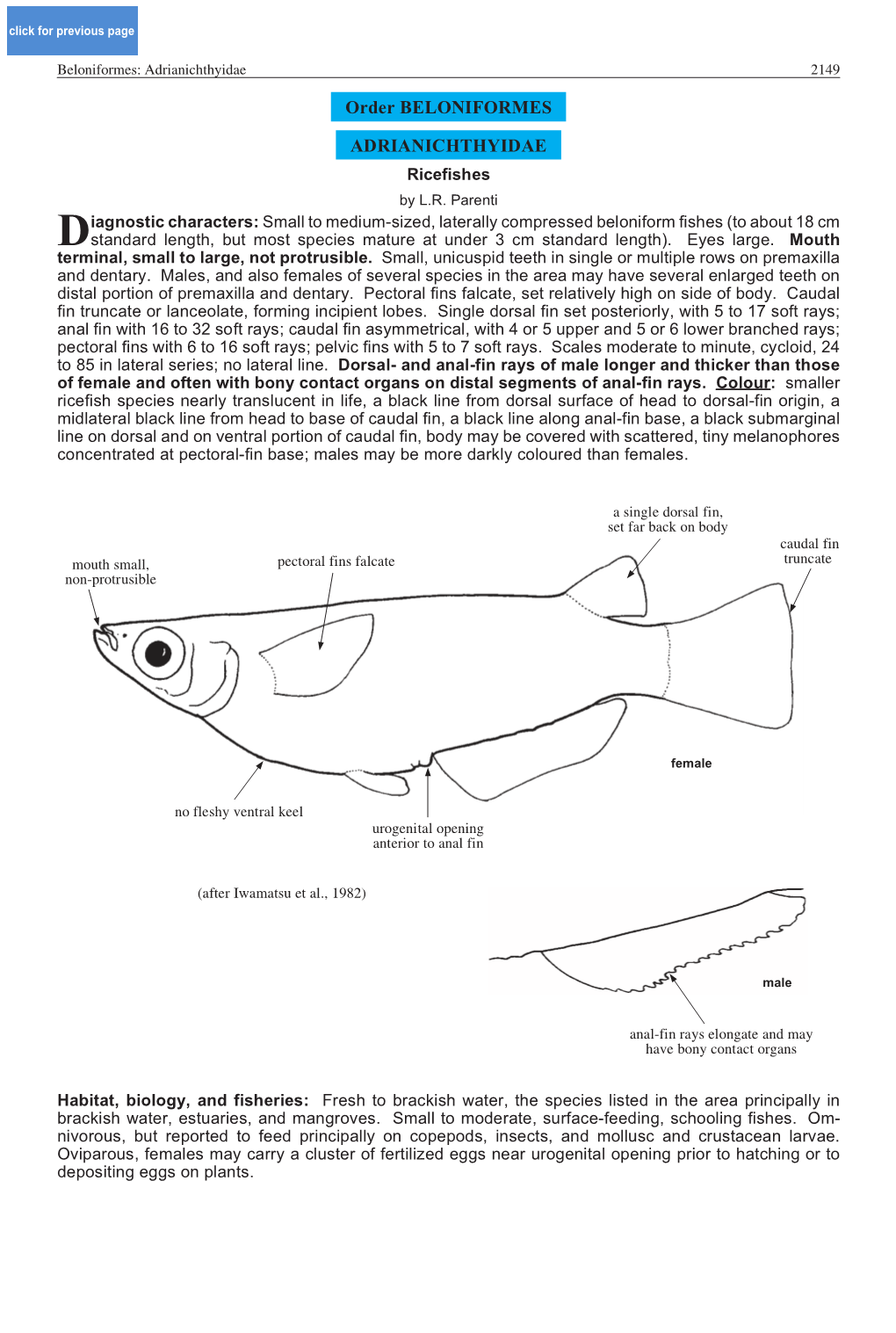 Order BELONIFORMES ADRIANICHTHYIDAE