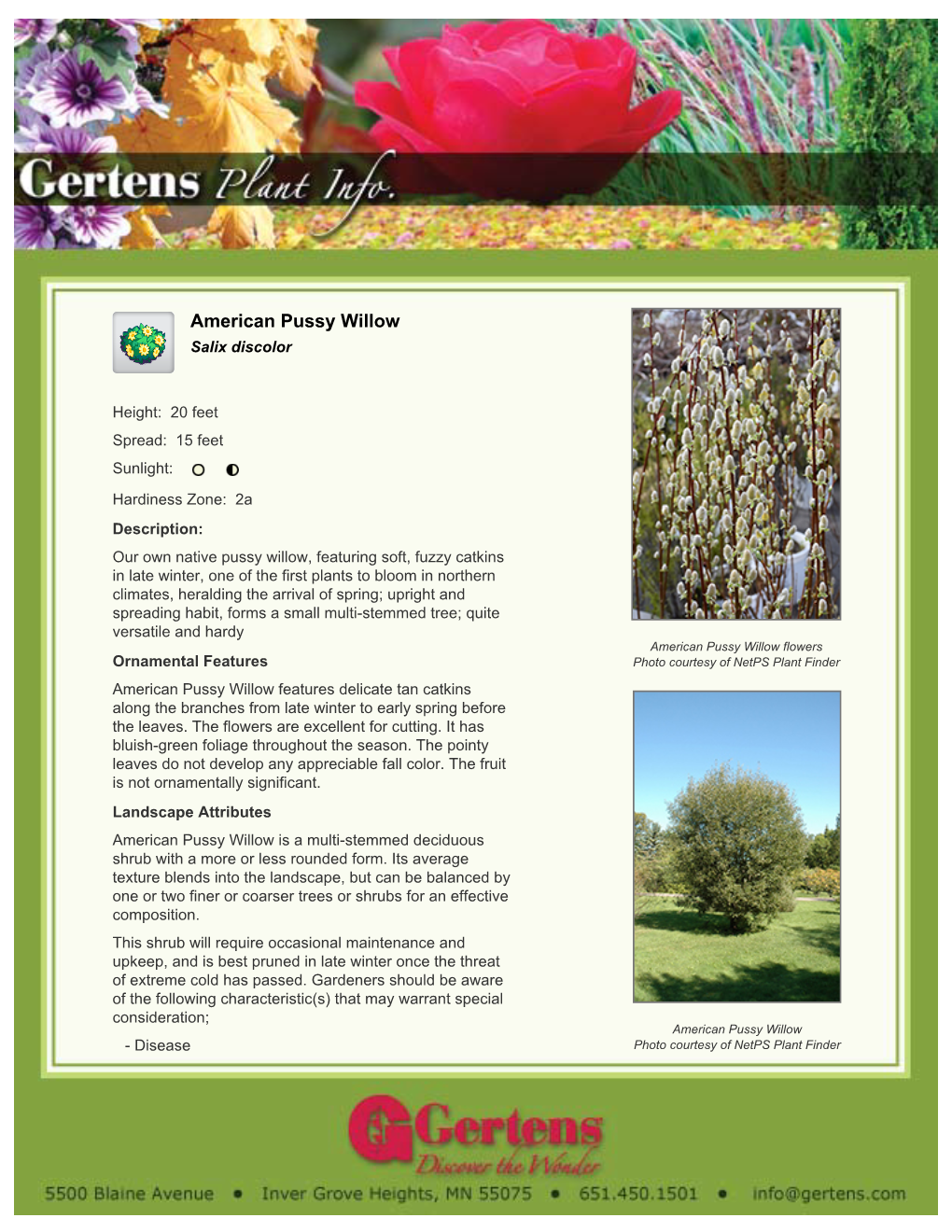 Gertens American Pussy Willow