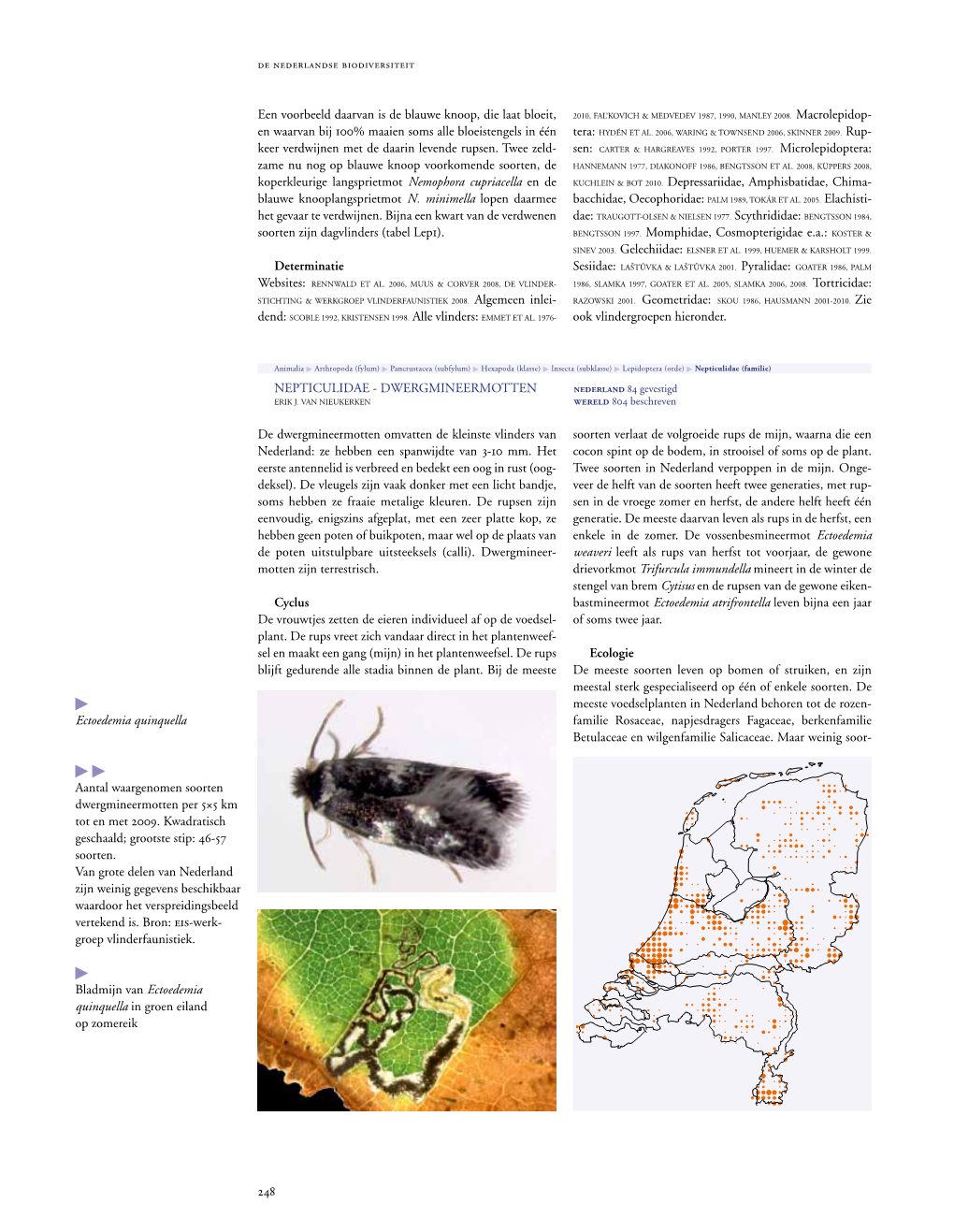 248 Kuchlein & Bot 2010. Depressariidae, Amphisbatidae, Chima- Bengtsson 1997. Momphidae, Cosmopterigidae E.A.: Koster &