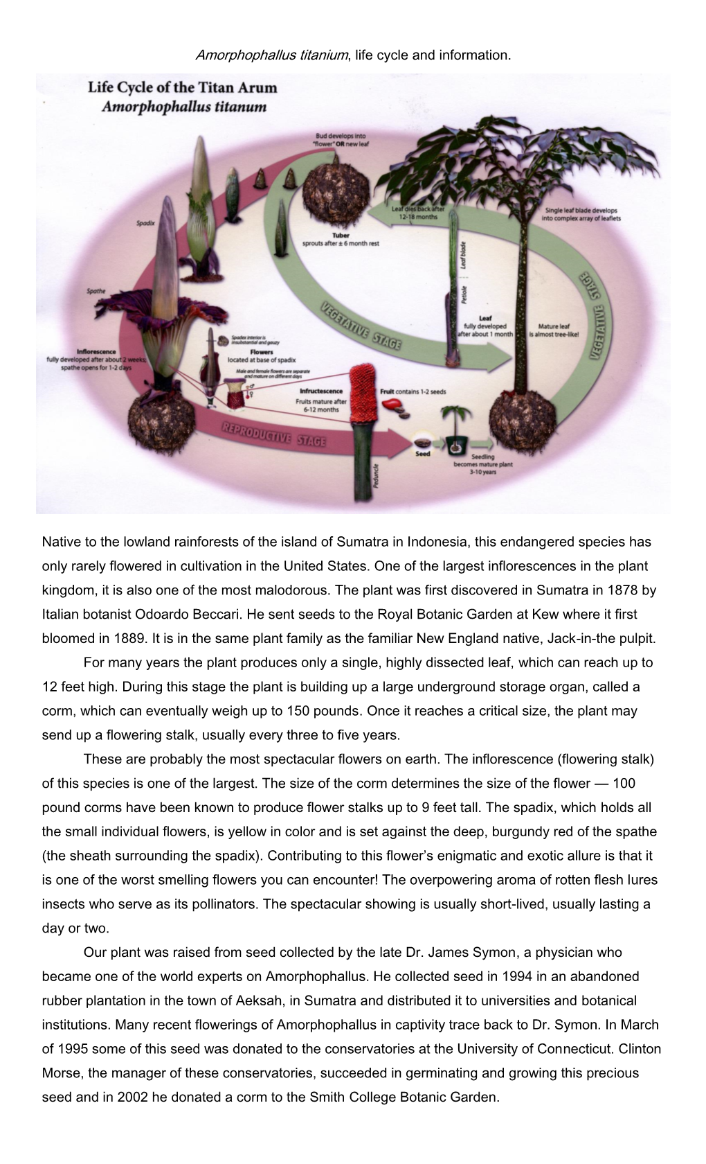 Amorphophallus Titanium, Life Cycle and Information. Native to The