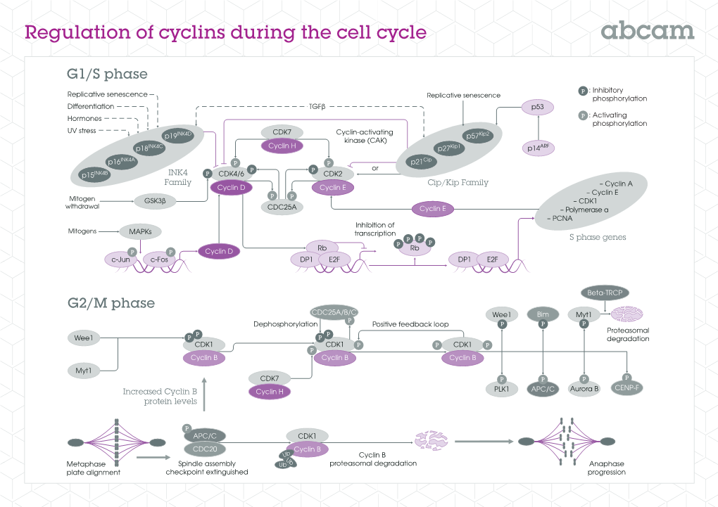 Regulation of Cyclins During the Cell Cycle