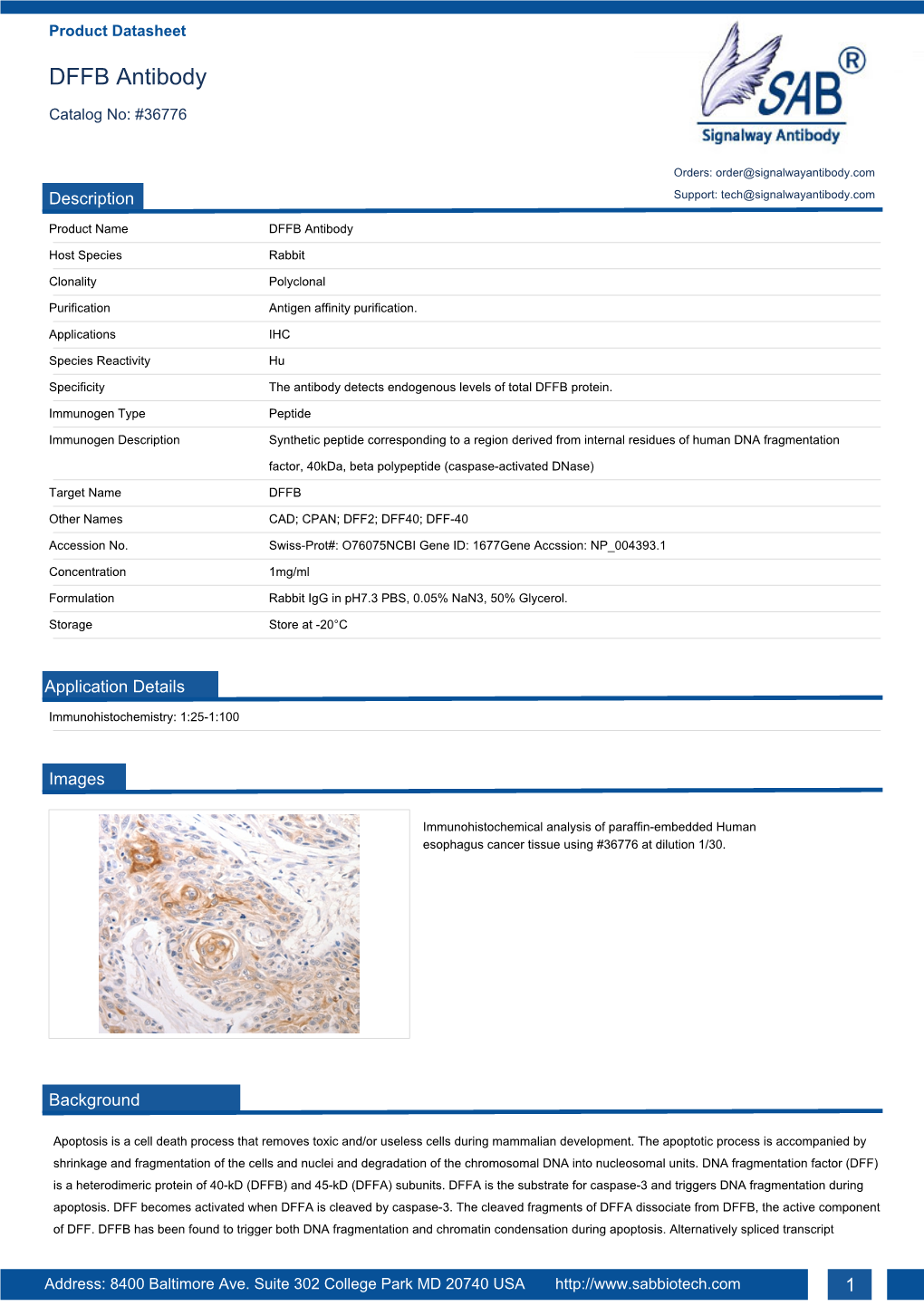 DFFB Antibody