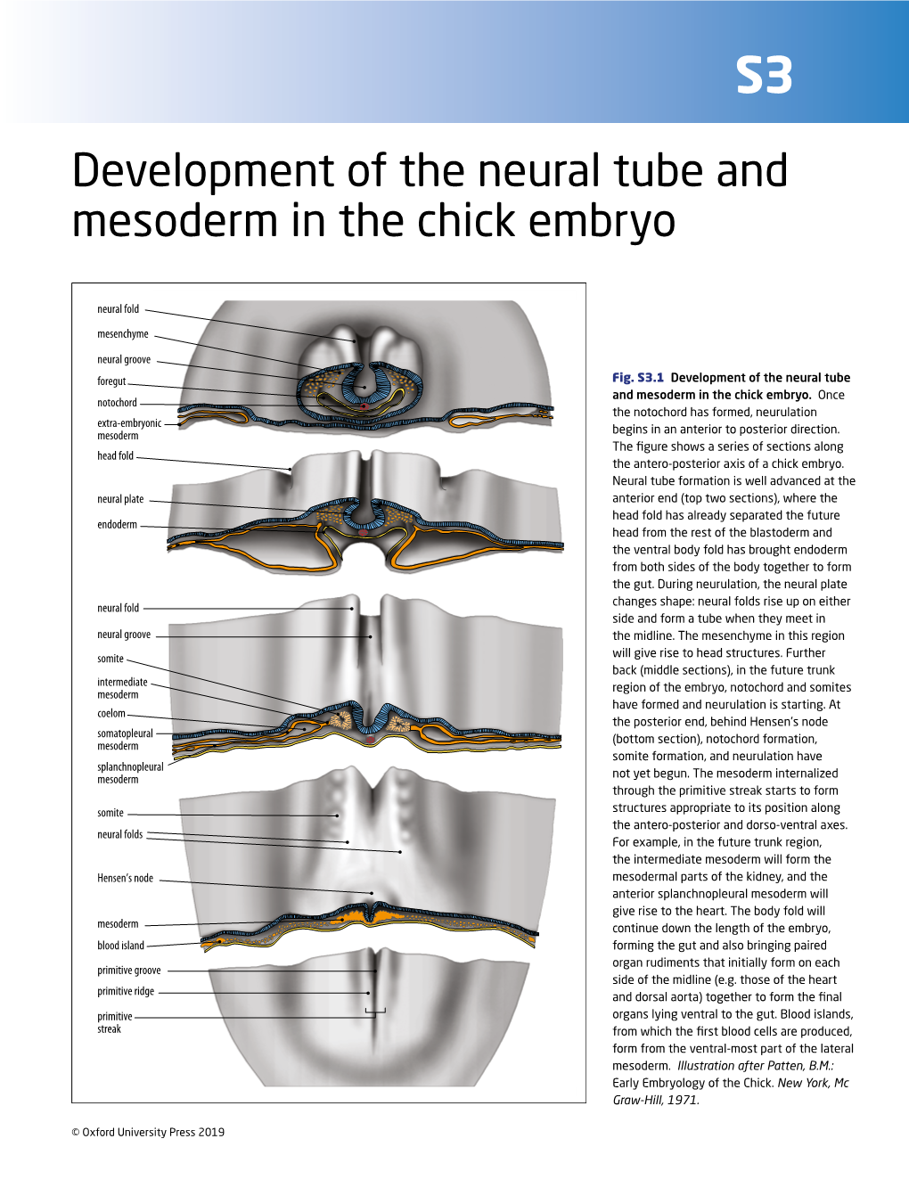 Development of the Neural Tube and Mesoderm in the Chick Embryo