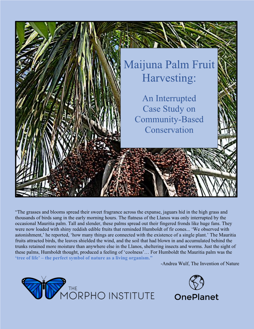 Maijuna Palm Fruit Harvesting