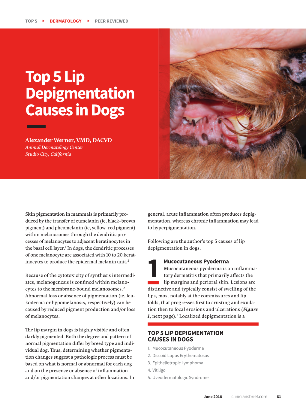 Top 5 Lip Depigmentation Causes in Dogs