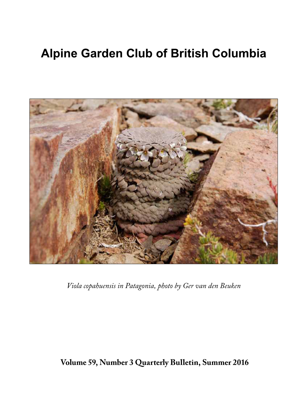 Viola Copahuensis in Patagonia, Photo by Ger Van Den Beuken