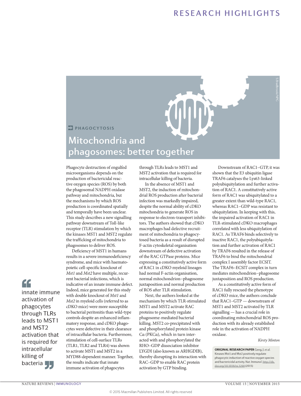 Phagocytosis: Mitochondria and Phagosomes: Better Together