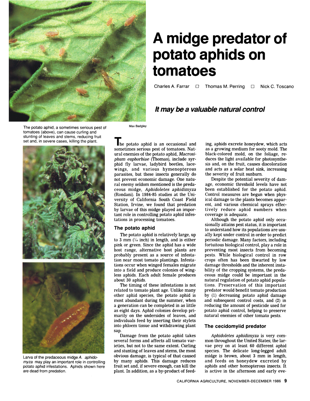 A Midge Predator of Potato Aphids on Tomatoes