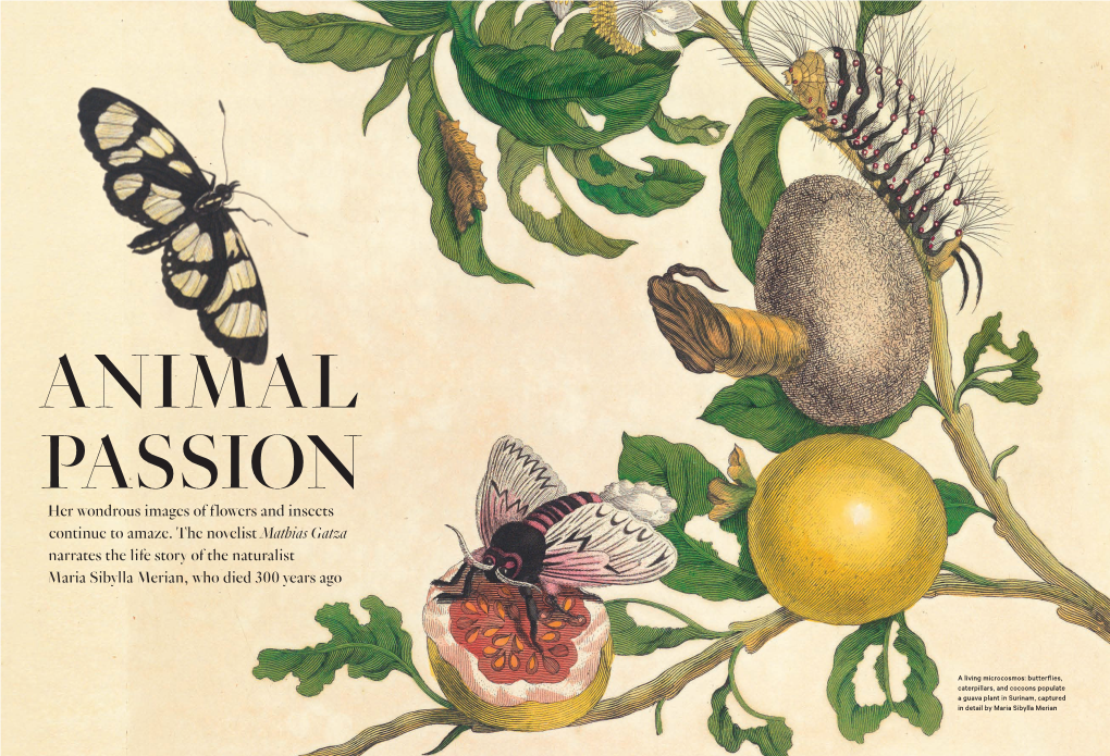 Her Wondrous Images of Flowers and Insects Continue to Amaze. the Novelist Mathias Gatza Narrates the Life Story of the Naturali
