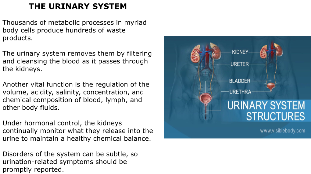 THE URINARY SYSTEM.Pdf