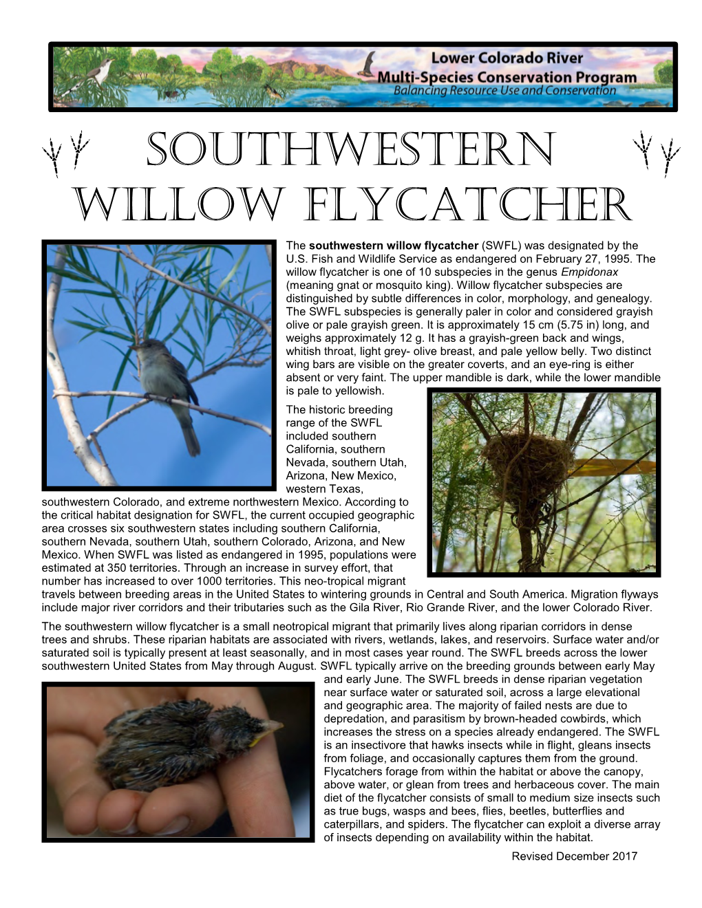 Southwestern Willow Flycatcher Fact Sheet