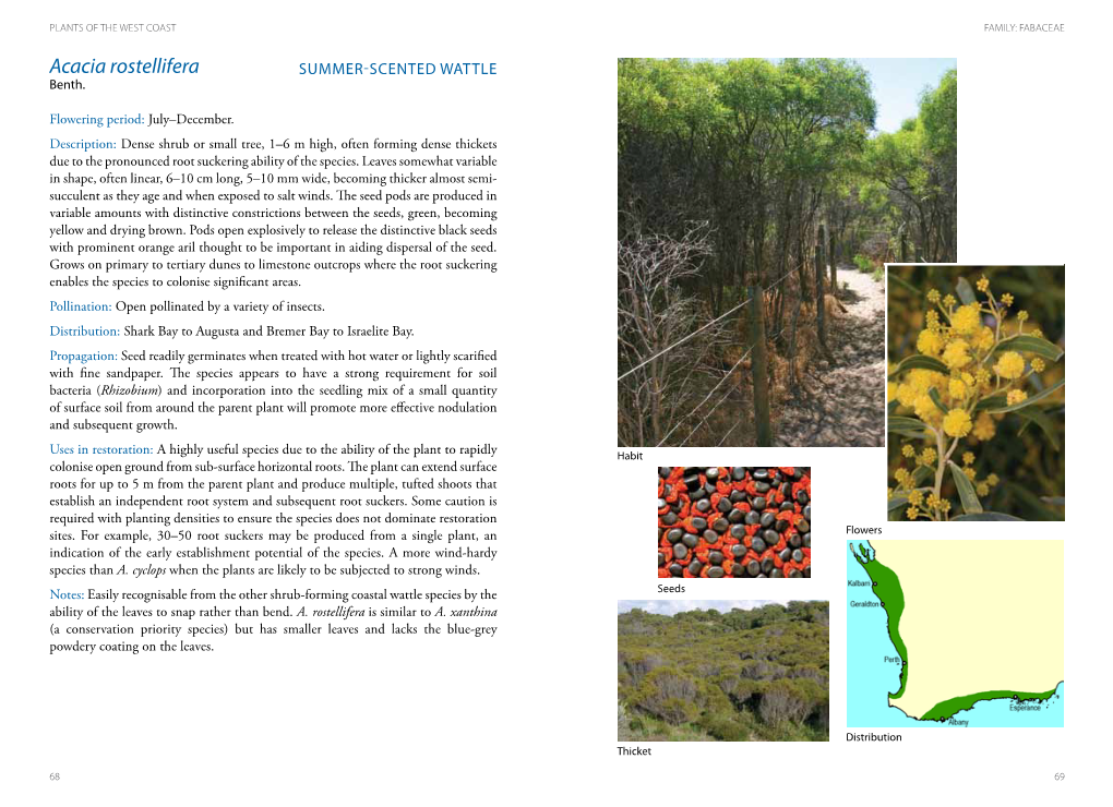 Acacia Rostellifera SUMMER-SCENTED WATTLE Benth