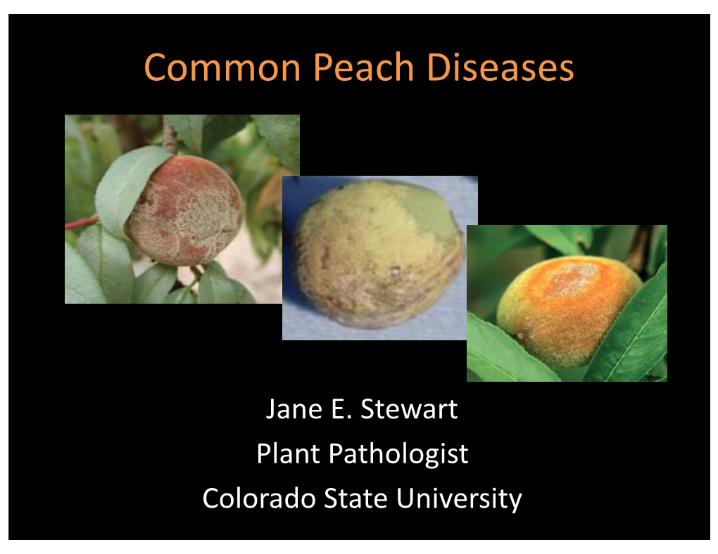 Common Peach Diseases
